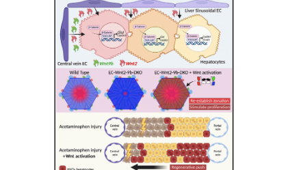 爆火的“空间转录组”，到底怎么用？