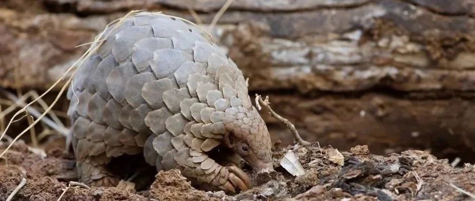 穿山甲中间宿主争议始末