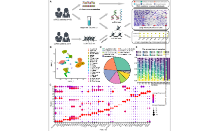 scRNA-seq&scATAC-seq探索肾透明细胞癌的转录和表观遗传调控特征