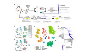SXR2023040015C-ClearLove-T细胞耗竭依然是经久不衰的热点