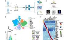 SXR2023030030C+17+多组别的单细胞水平分析刻画了胃癌腹膜转移的细胞生态系统