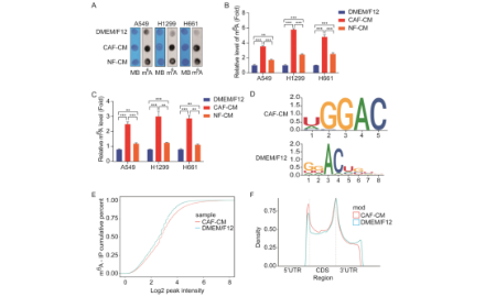 SXR202304025C+m6A与CAF